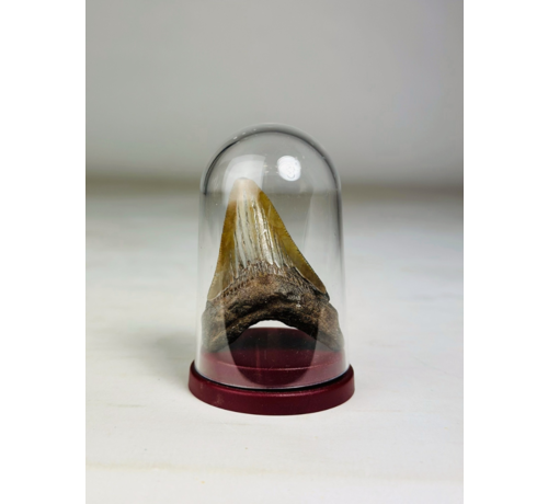 Megalodon-Zahn " The Gem" - Glasglocke - (US) - 5 cm