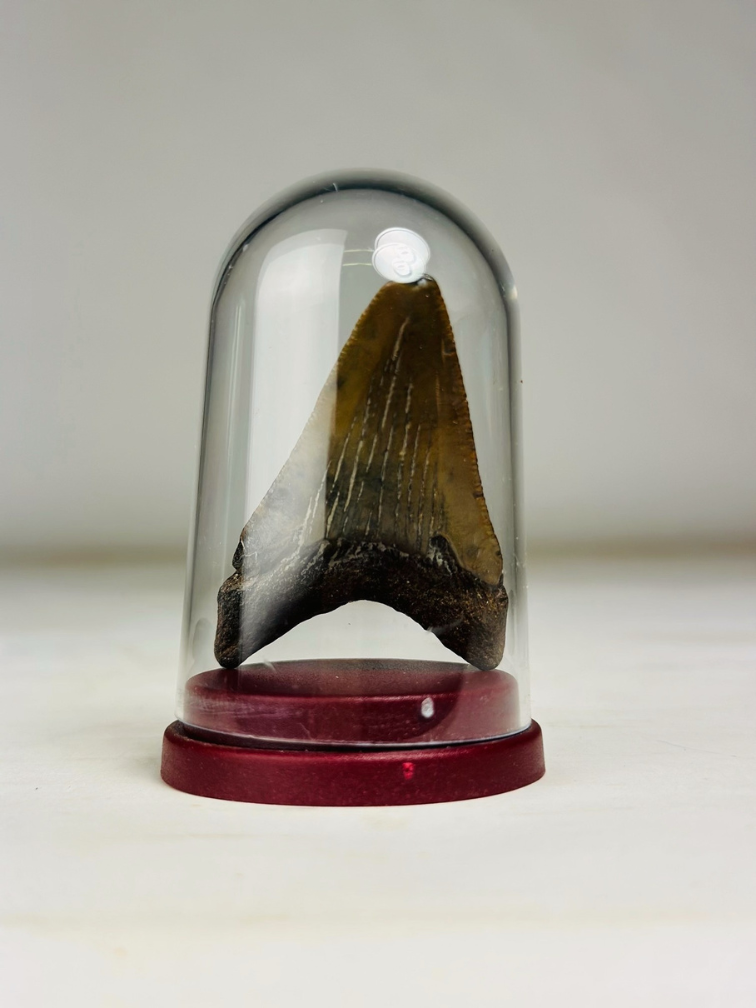 Megalodon-Zahn " The Gem" - Glasglocke - (US) - 5 cm