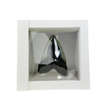 Megalodon Tand "Shiny Treasure" - 3D frame -  (VS) - 8,9 cm