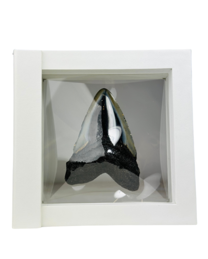 Dente di Megalodon "Shiny Treasure" - Cornice 3D - (USA) - 8,9 cm