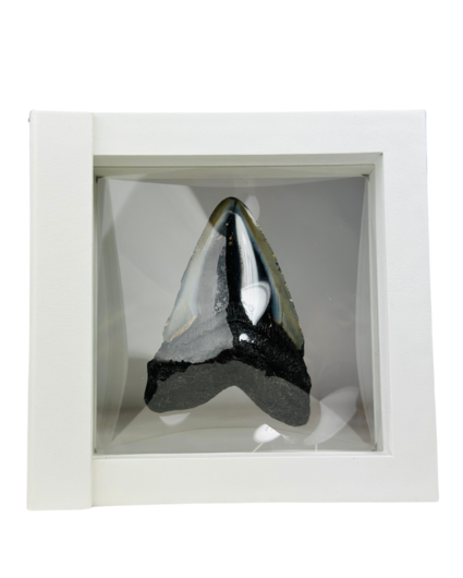 Megalodon Tooth "Shiny Treasure" - 3D frame - (US) - 8,9 cm