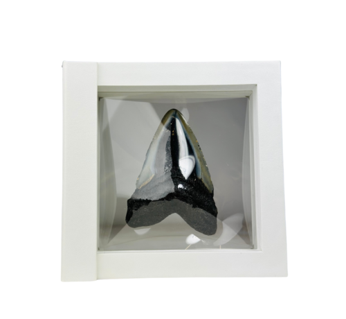 Dente di Megalodon "Shiny Treasure" - Cornice 3D - (USA) - 8,9 cm