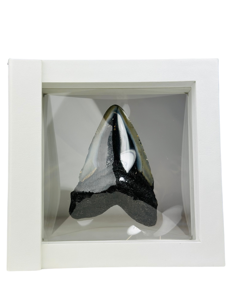 Dente di Megalodon "Shiny Treasure" - Cornice 3D - (USA) - 8,9 cm