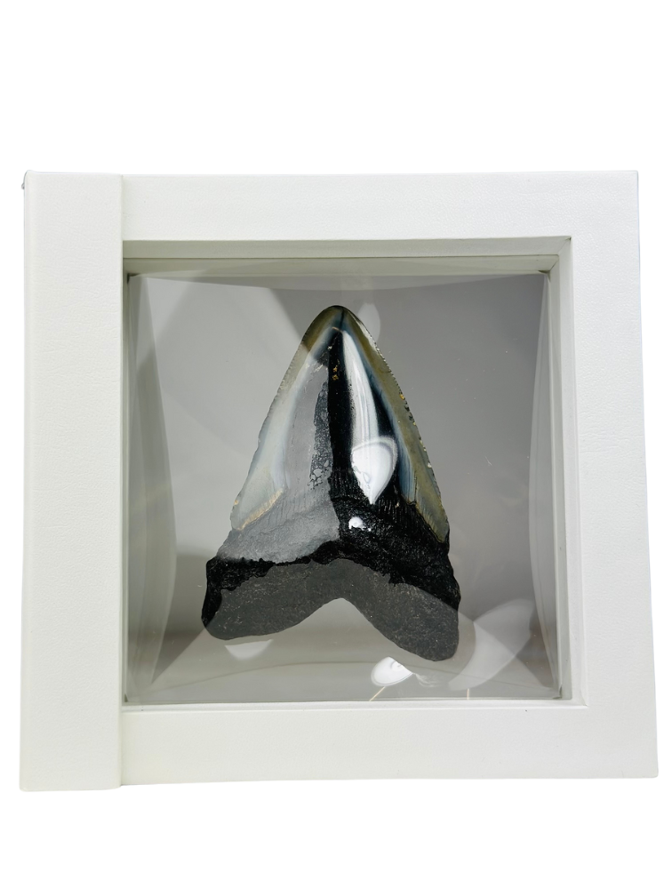 Megalodon Tand "Shiny Treasure" - 3D frame -  (VS) - 8,9 cm