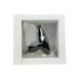 Dent de mégalodon "Shiny Treasure" - Cadre 3D - (US) - 8,9 cm
