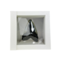 Dente di Megalodon "Shiny Treasure" - Cornice 3D - (USA) - 8,9 cm