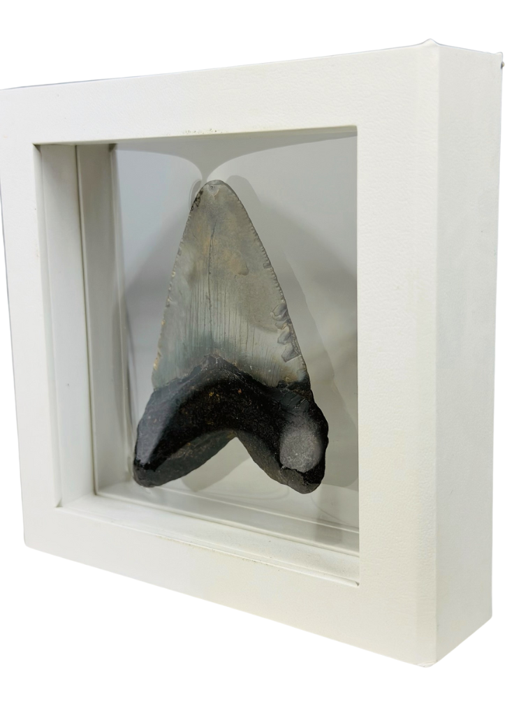 Dente di Megalodon "Shiny Treasure" - Cornice 3D - (USA) - 8,9 cm