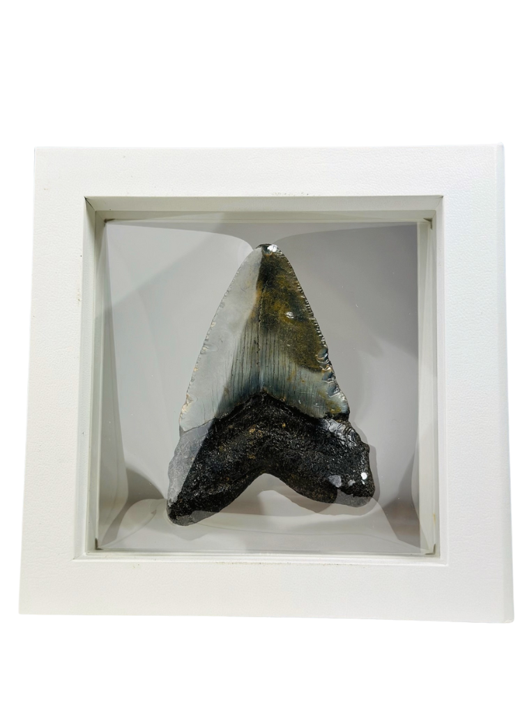 Megalodon Tand "Shiny Treasure" - 3D frame -  (VS) - 8,9 cm