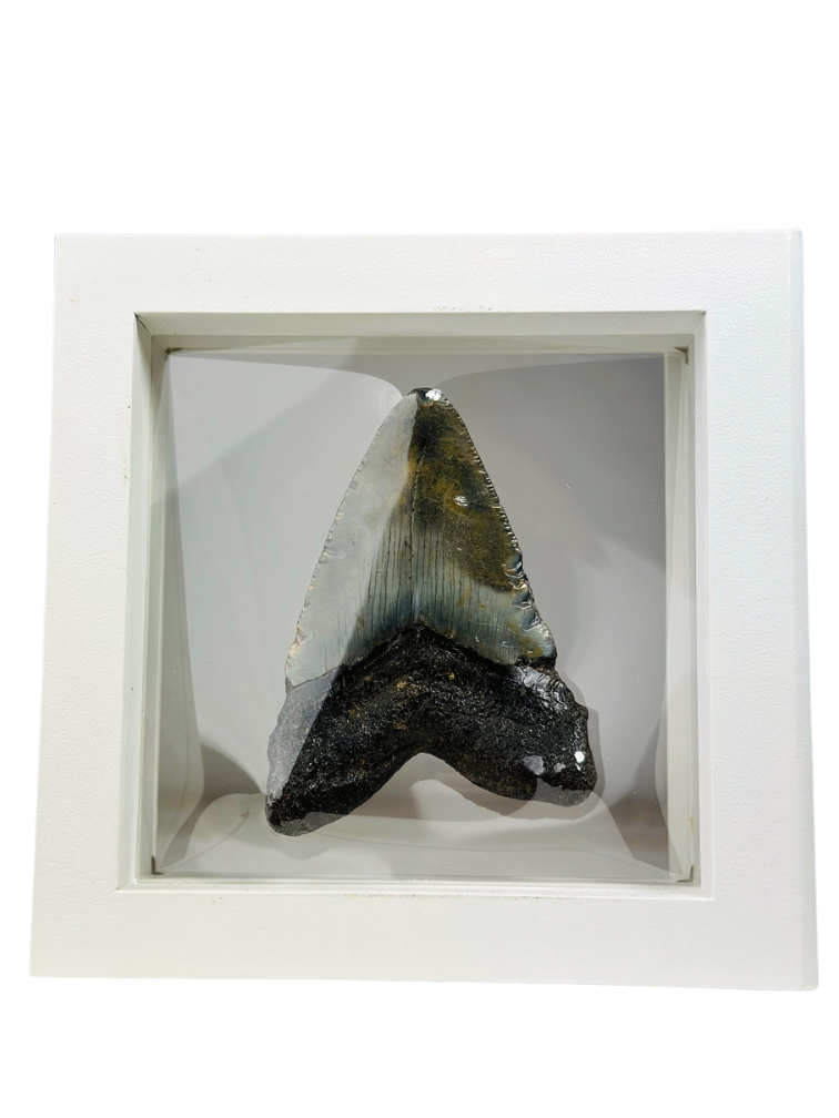 Megalodon-Zahn "Shiny Treasure" - 3D-Rahmen - (US) - 8,9 cm