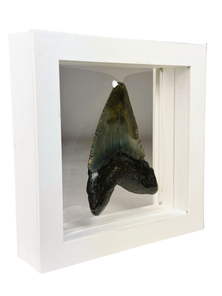 Dente di Megalodon "Shiny Treasure" - Cornice 3D - (USA) - 8,9 cm