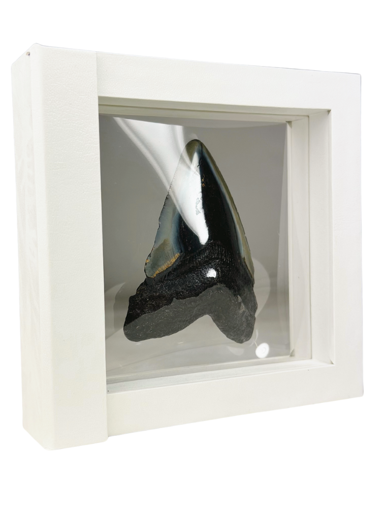 Megalodon Tand "Shiny Treasure" - 3D frame -  (VS) - 8,9 cm