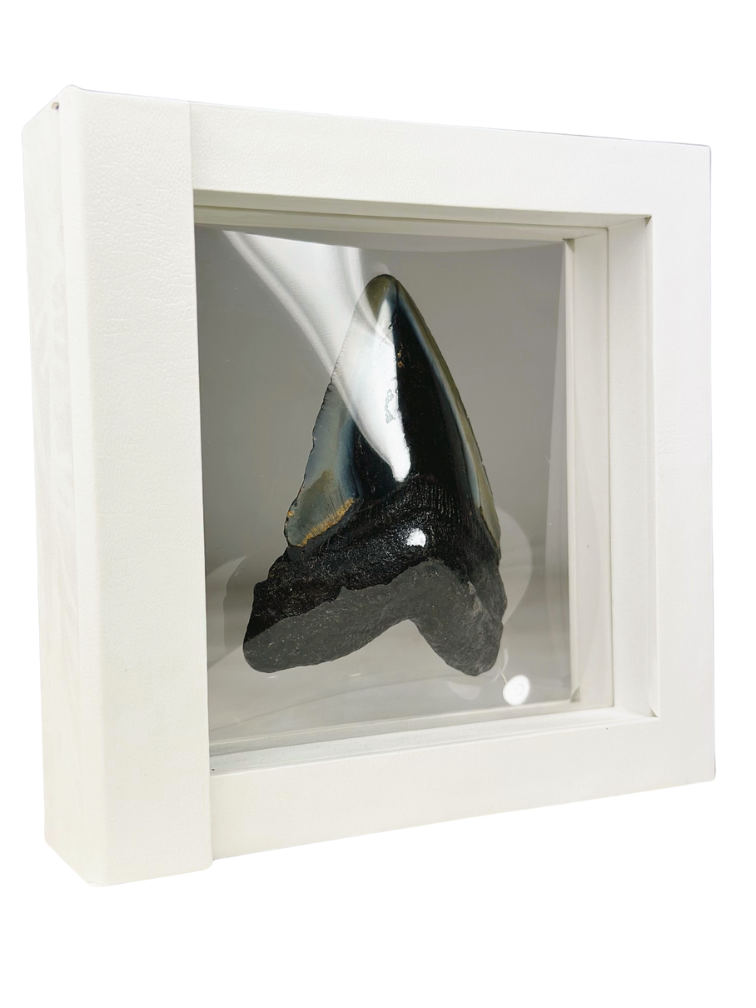 Megalodon Tooth "Shiny Treasure" - 3D frame - (US) - 8,9 cm