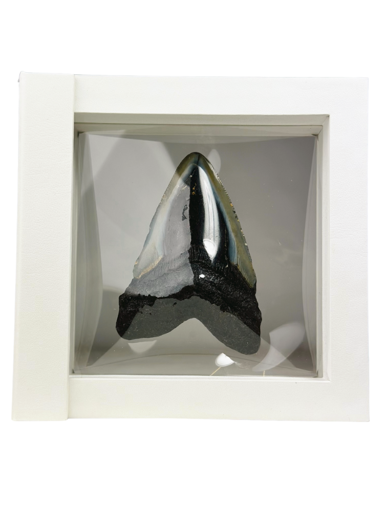 Megalodon Tand "Shiny Treasure" - 3D frame -  (VS) - 8,9 cm