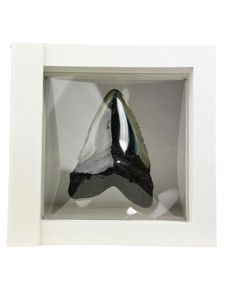 Megalodon-Zahn "Shiny Treasure" - 3D-Rahmen - (US) - 8,9 cm