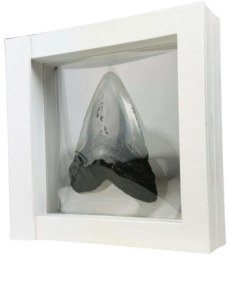 Dente di Megalodon "Shiny Treasure" - Cornice 3D - (USA) - 8,9 cm