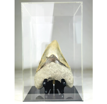 MT 1 - Megalodon Tooth "The One" with showcase (Indonesia) - 16,7 cm