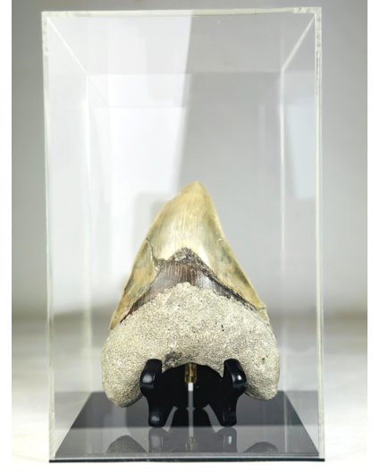 MT 1 - Dent de mégalodon "The One" avec vitrine (Indonésie) - 16,7 cm