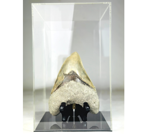 MT 1 - Megalodon-Zahn "The One" mit Vitrine (Indonesien) - 16,7 cm