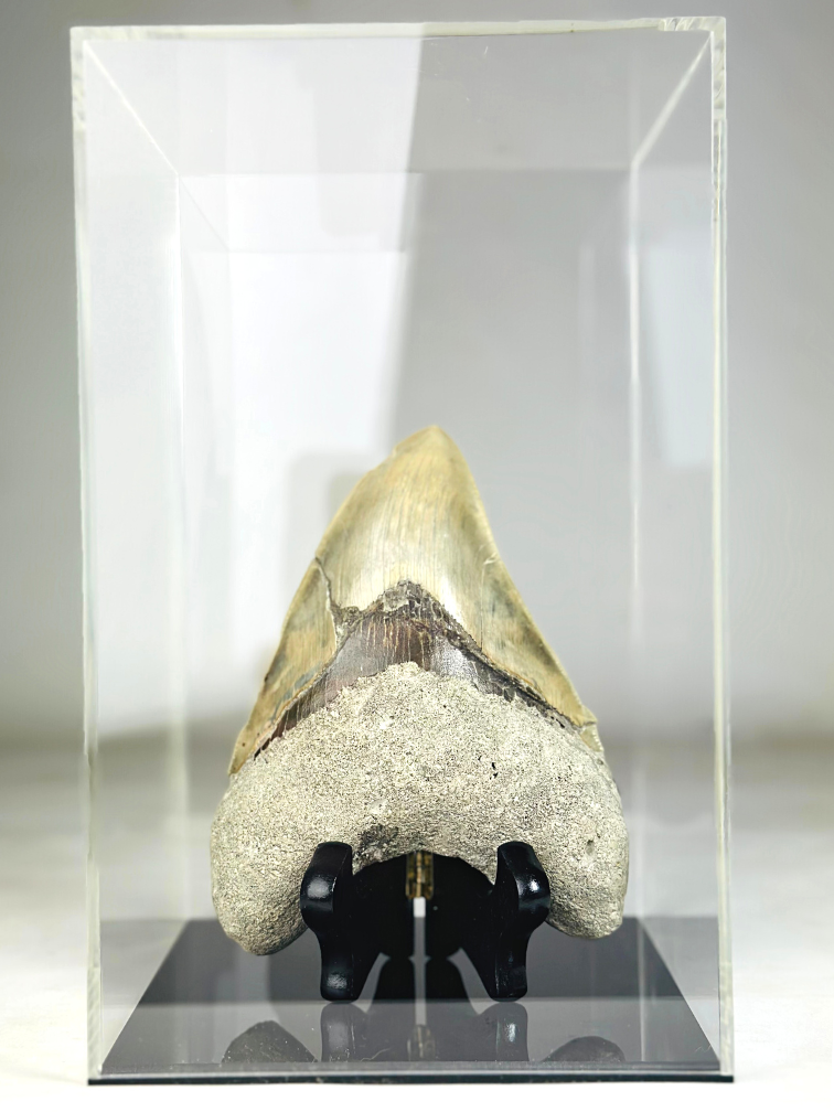 MT 1 - Dente di Megalodon "The One" con vetrina (Indonesia) - 16,7 cm