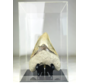 MT 1 - Megalodon Tooth "The One" with showcase (Indonesia) - 16,7 cm