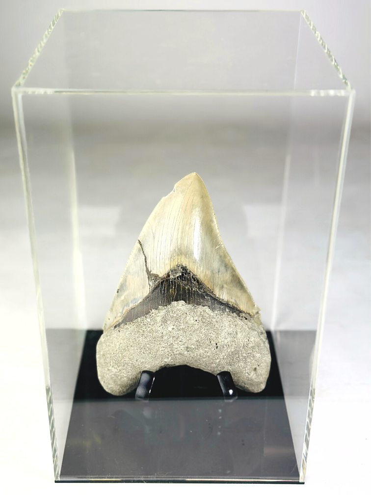 MT 1 - Megalodon Tand "The One" met showcase (Indonesië) - 16,7 cm