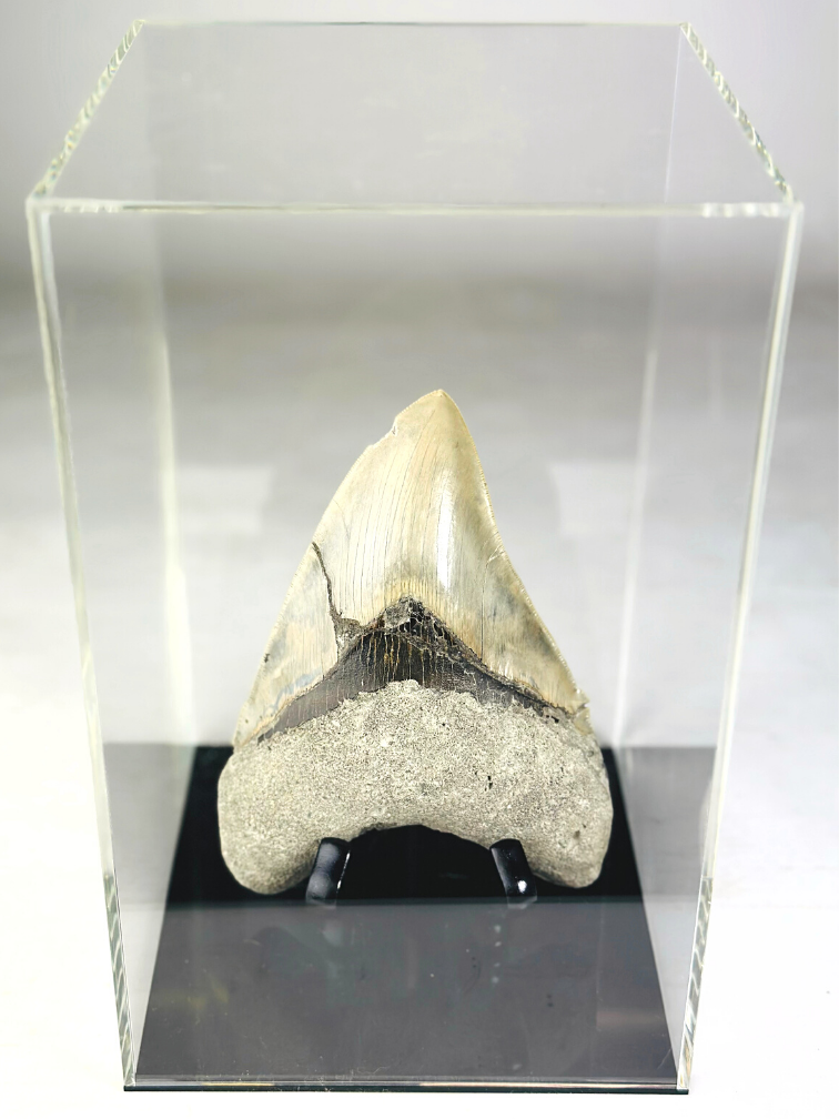 MT 1 - Megalodon Tooth "The One" with showcase (Indonesia) - 16,7 cm