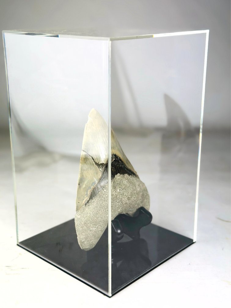 MT 1 - Megalodon Tand "The One" met showcase (Indonesië) - 16,7 cm