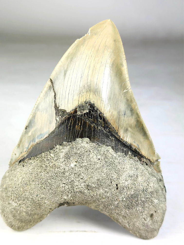 MT 1 - Diente de Megalodon "The One" con vitrina (Indonesia) - 16,7 cm