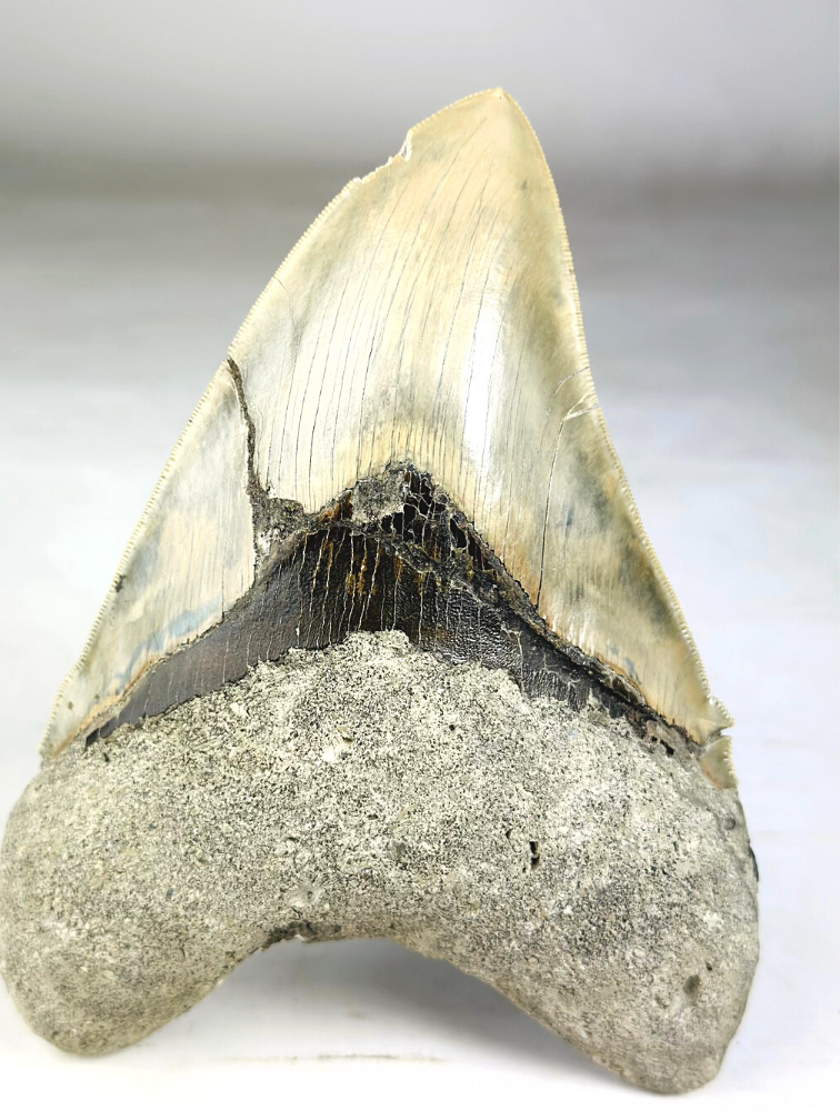 MT 1 - Megalodon-Zahn "The One" mit Vitrine (Indonesien) - 16,7 cm