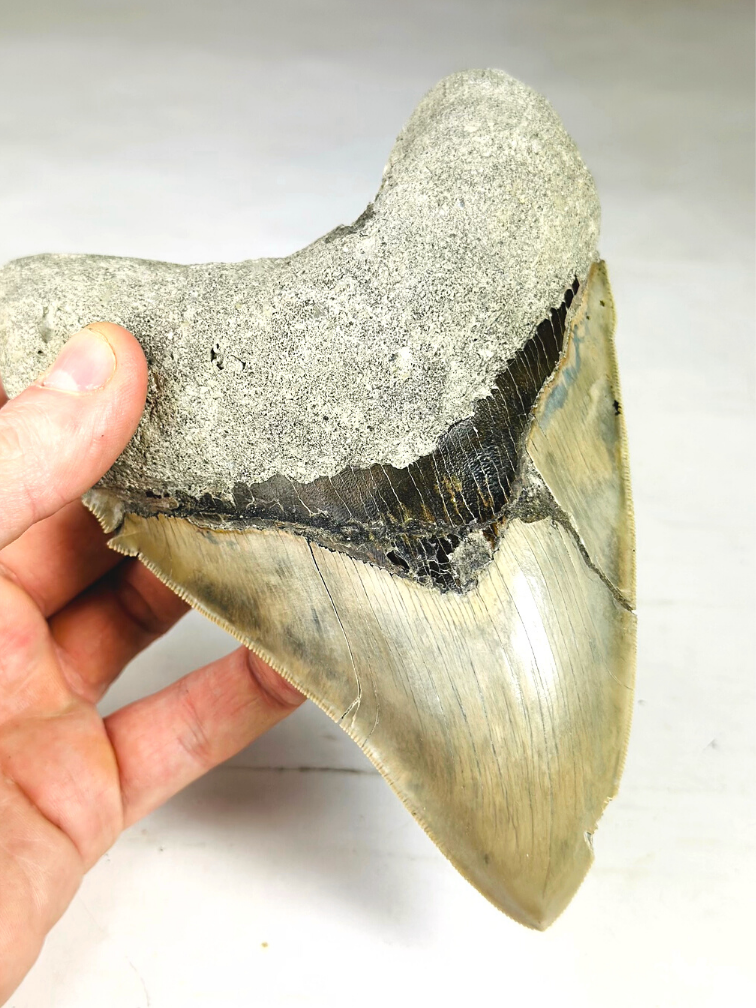 MT 1 - Megalodon Tand "The One" met showcase (Indonesië) - 16,7 cm