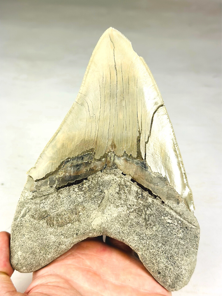 MT 1 - Dente di Megalodon "The One" con vetrina (Indonesia) - 16,7 cm