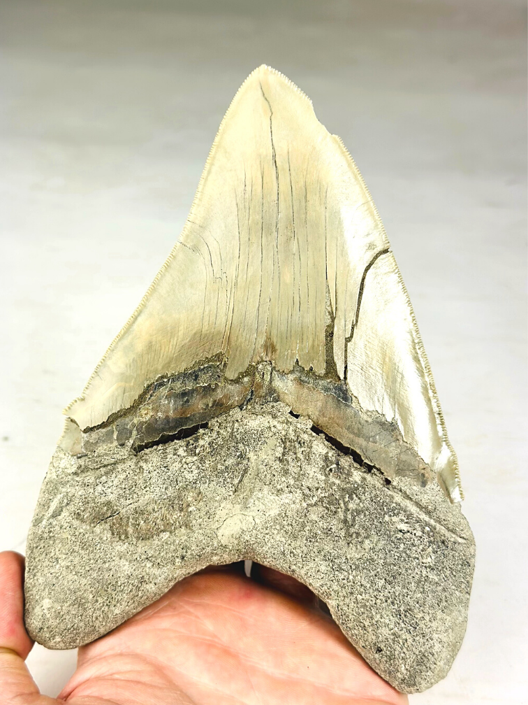 MT 1 - Megalodon Tand "The One" met showcase (Indonesië) - 16,7 cm