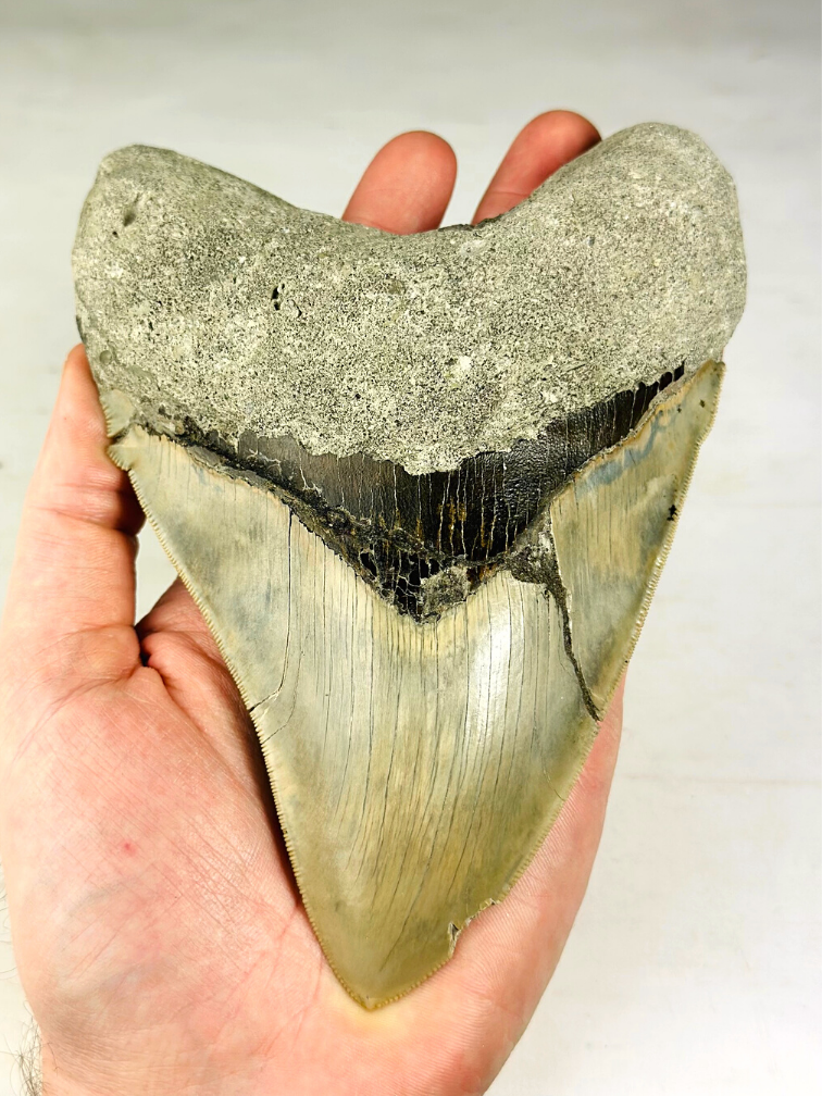 MT-1 - Dent de mégalodon "The One" avec vitrine (Indonésie) - 17 cm