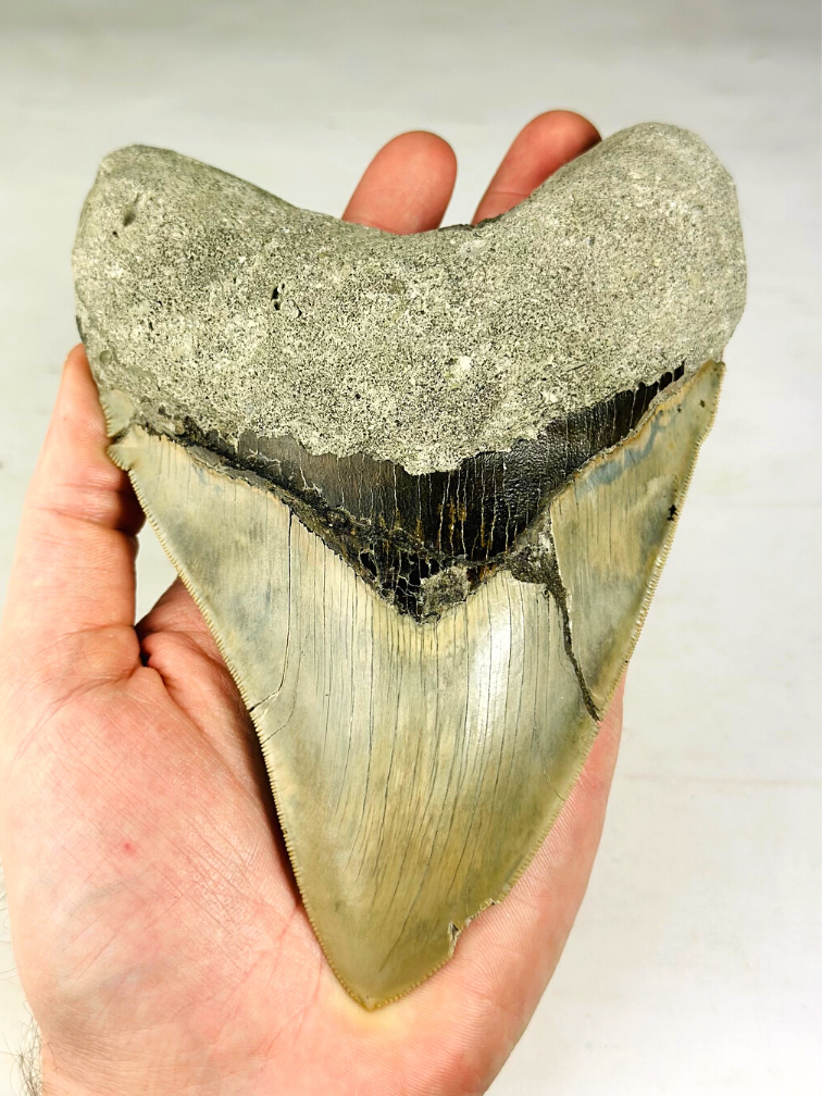 MT 1 - Dente di Megalodon "The One" con vetrina (Indonesia) - 16,7 cm