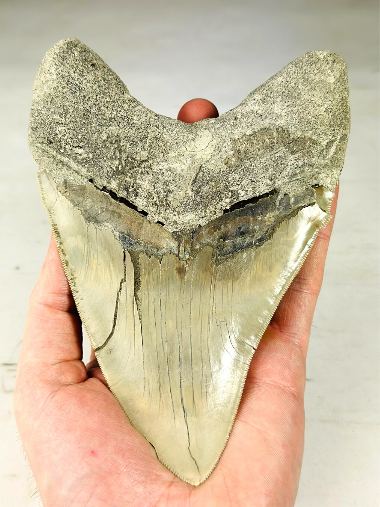 MT 1 - Dente di Megalodon "The One" con vetrina (Indonesia) - 16,7 cm