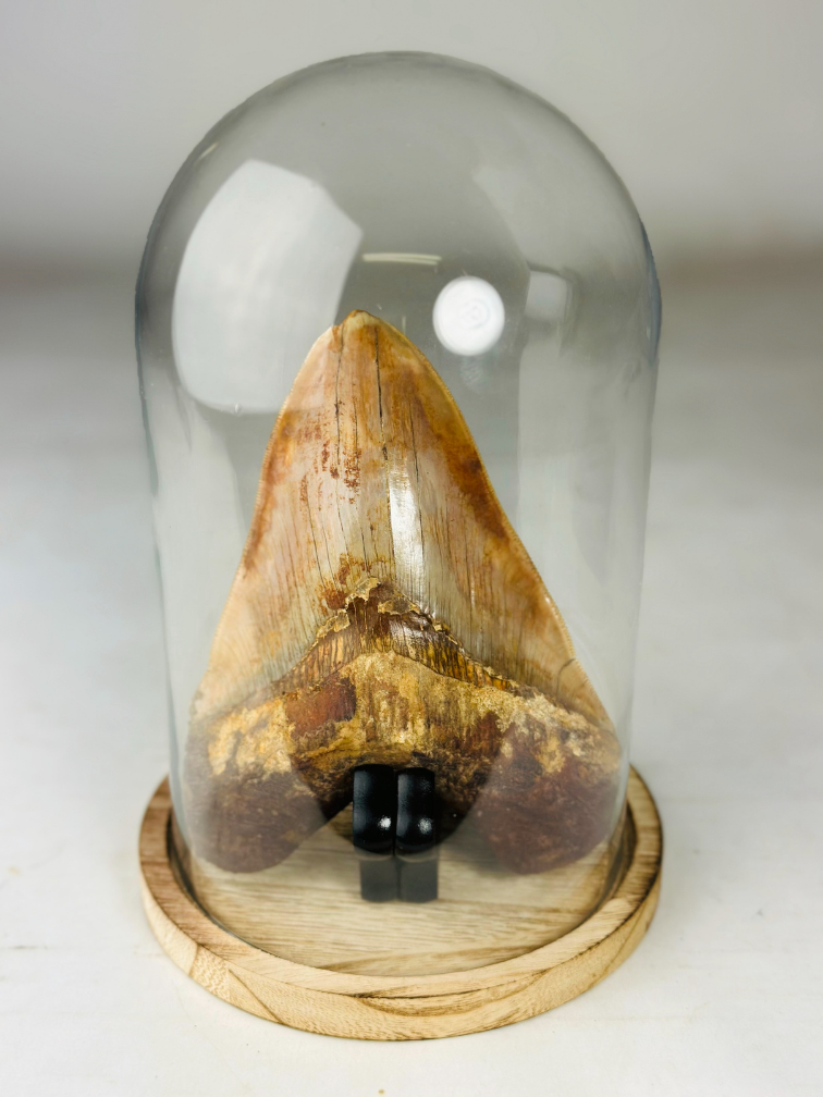 MT 2 - Megalodon Tooth "Hell Fire" with showcase (Indonesia) - 15 cm