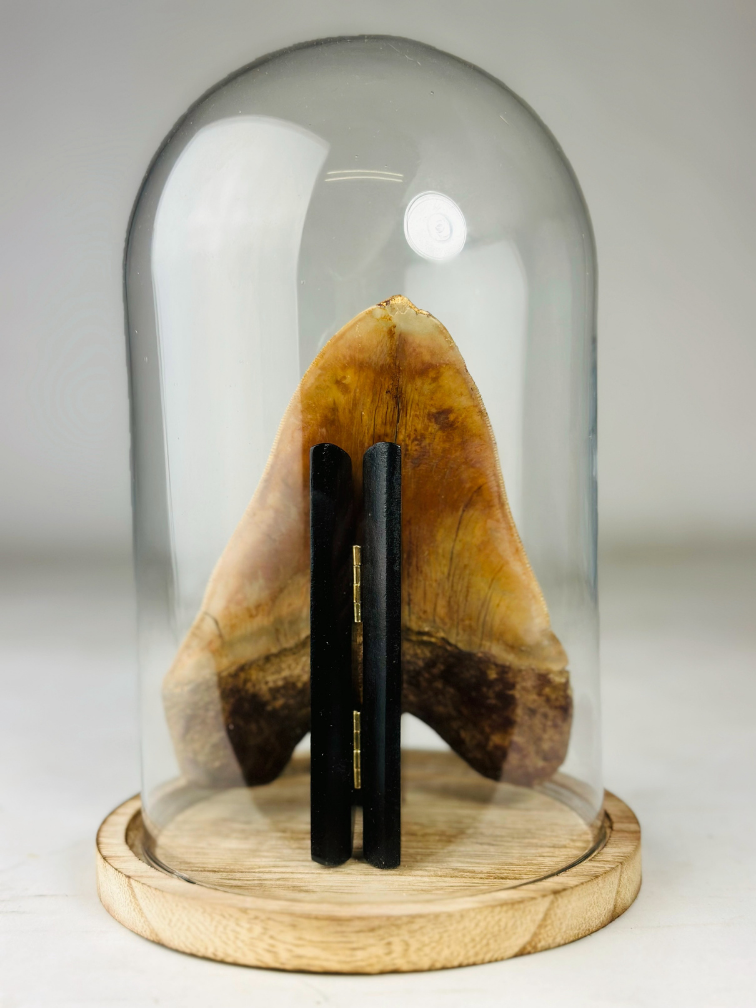 MT 2 - Megalodon Tooth "Hell Fire" with showcase (Indonesia) - 15 cm