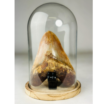 MT 2 - Megalodon Tooth "Hell Fire" with showcase (Indonesia) - 15 cm