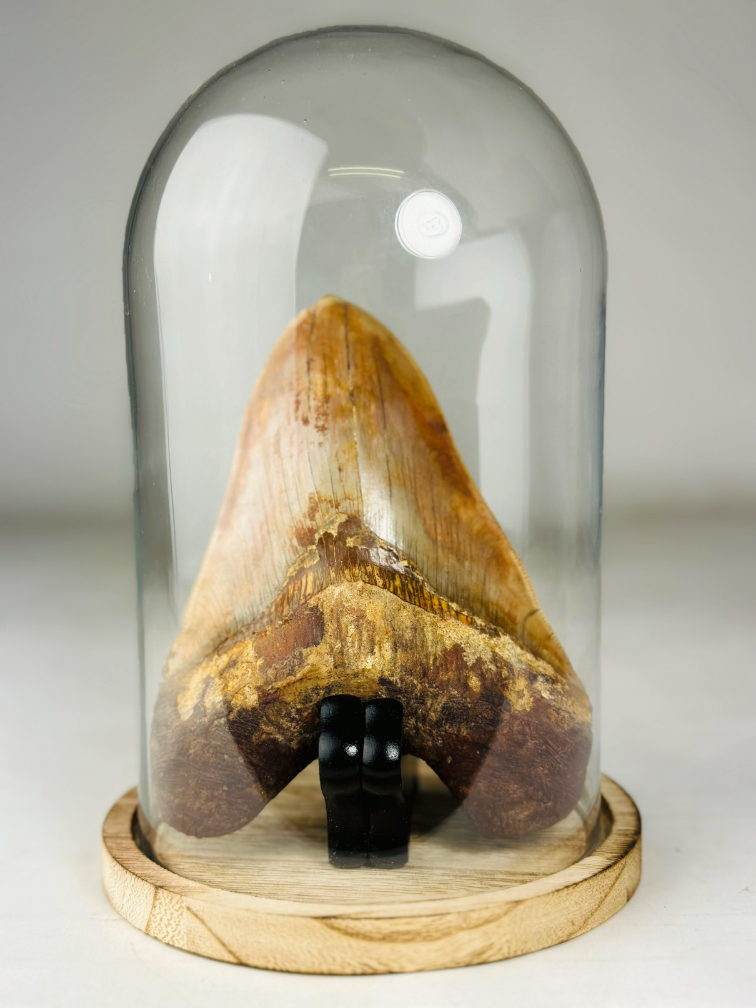 MT 2 - Megalodon Tooth "Hell Fire" with showcase (Indonesia) - 15 cm