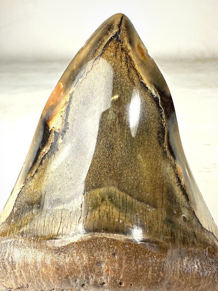 Polished Megalodon tooth "Golden Shark" (US) - 13.7 cm