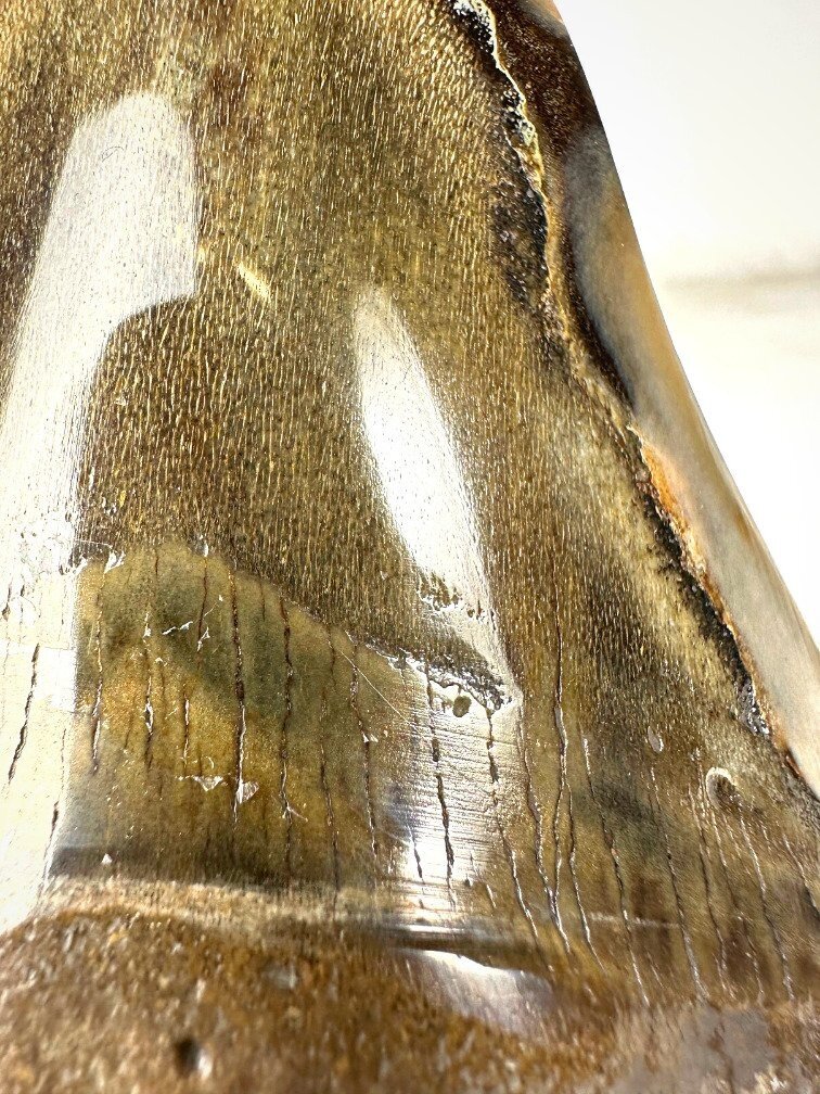 Gepolijste Megalodon tand "Golden Shark" (VS) - 13,7 cm
