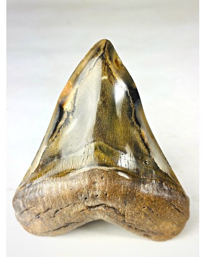 Dent de Megalodon polie "Golden Shark" (US) - 13,7 cm