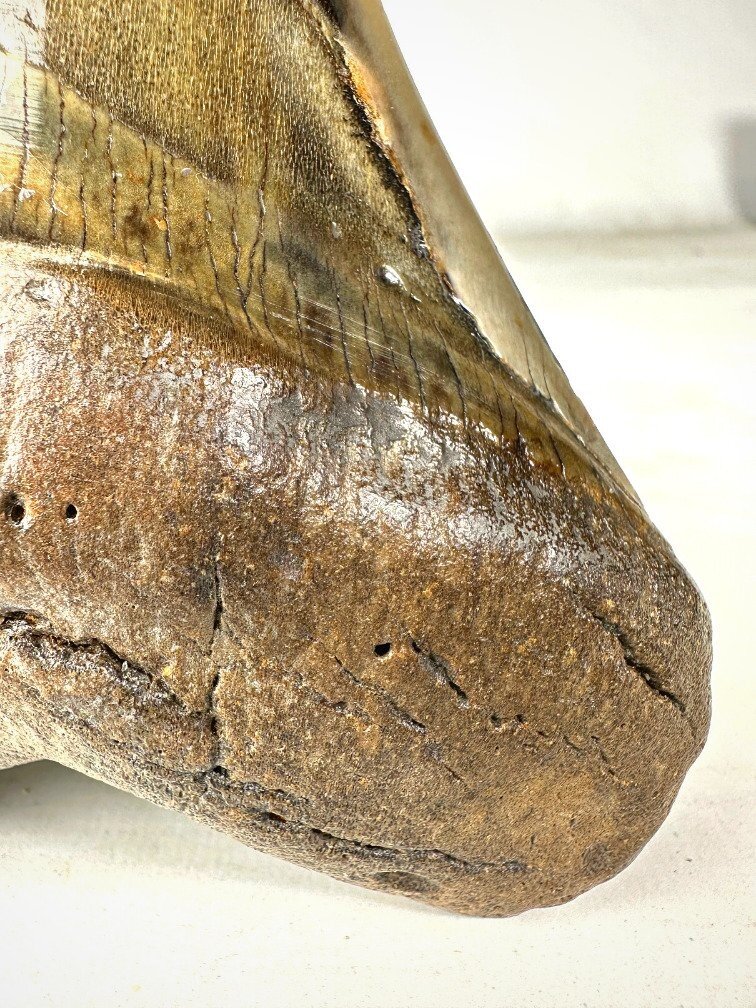 Polierter Megalodon-Zahn "Golden Shark" (US) - 13,7 cm