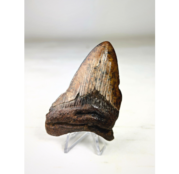 Megalodon tooth ''Paladin's Pendant'' (US) - 8,5 cm