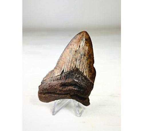 Dente di Megalodon ''Paladin's Pendant'' (USA) - 8,5 cm