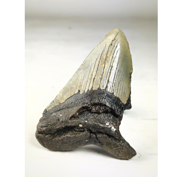 Dente di Megalodon ''Terror of the Sea'' (USA) - 11,9 cm