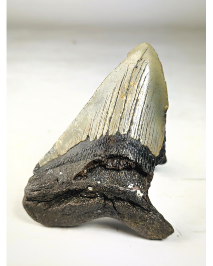 Dente di Megalodon ''Terror of the Sea'' (USA) - 11,9 cm