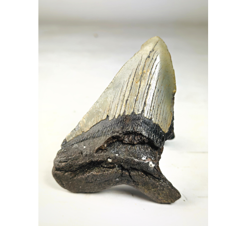 Dente di Megalodon ''Terror of the Sea'' (USA) - 11,9 cm