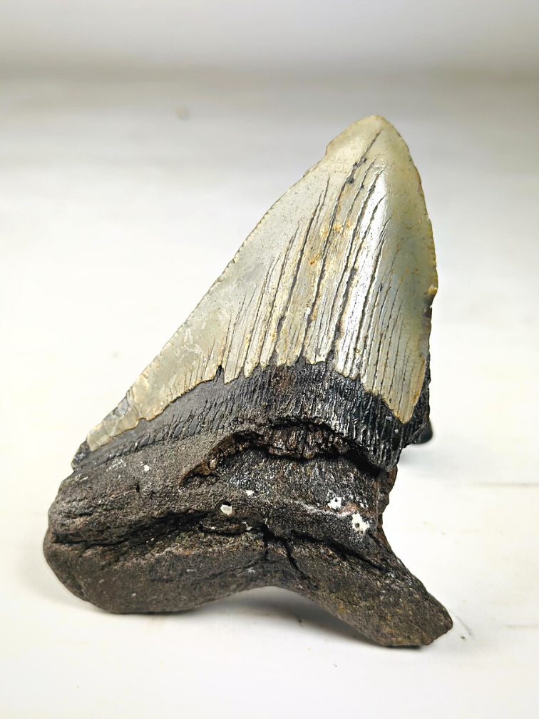 Megalodon tooth ''Terror of the Sea'' (US) - 11,9 cm