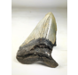 Dente di Megalodon ''Terror of the Sea'' (USA) - 11,9 cm